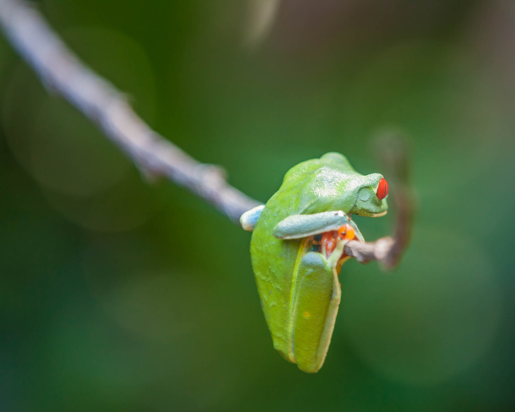 red-eyed tree frog